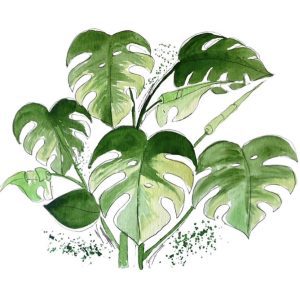 ART PRINT Monstera variegata
